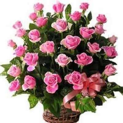 Pink Roses Love Profile Picture