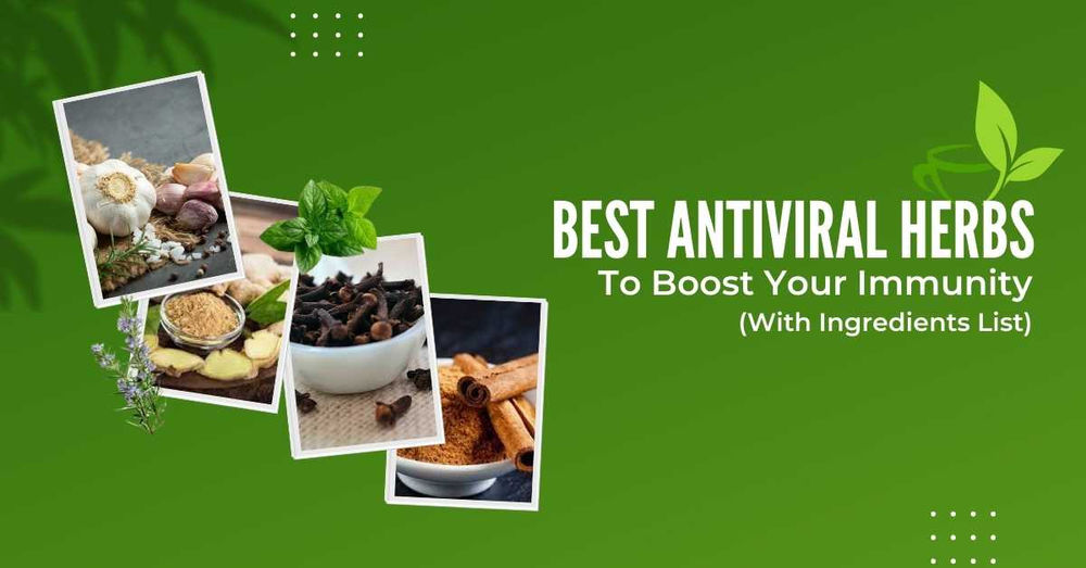 Best Antiviral Herbs To Boost Your Immunity (With Ingredients List)